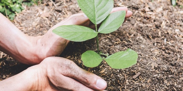 CBD en cosmética: ¡todo lo que necesitas saber! Un ingrediente por descubrir